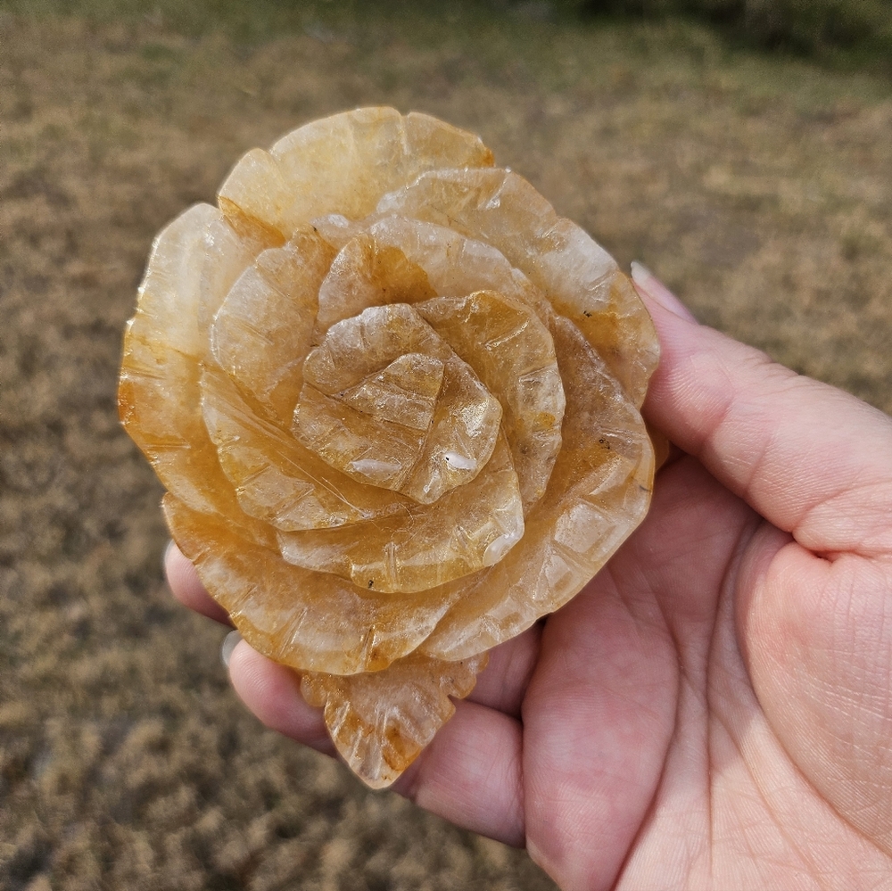 golden healer rose 4 in